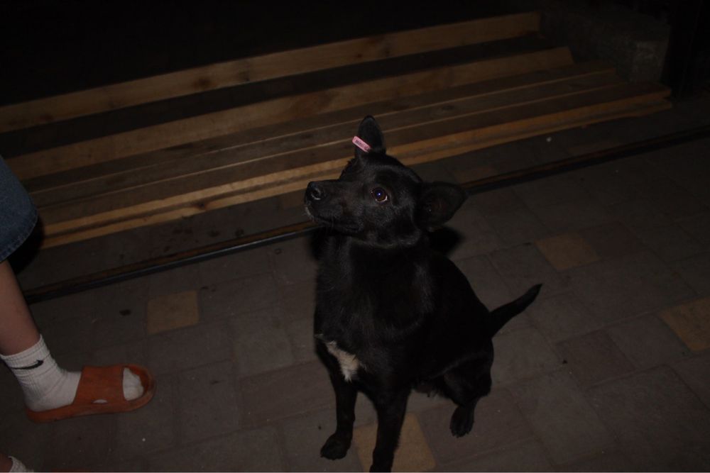 Услуги кінолога, приймаю всіх порід собак