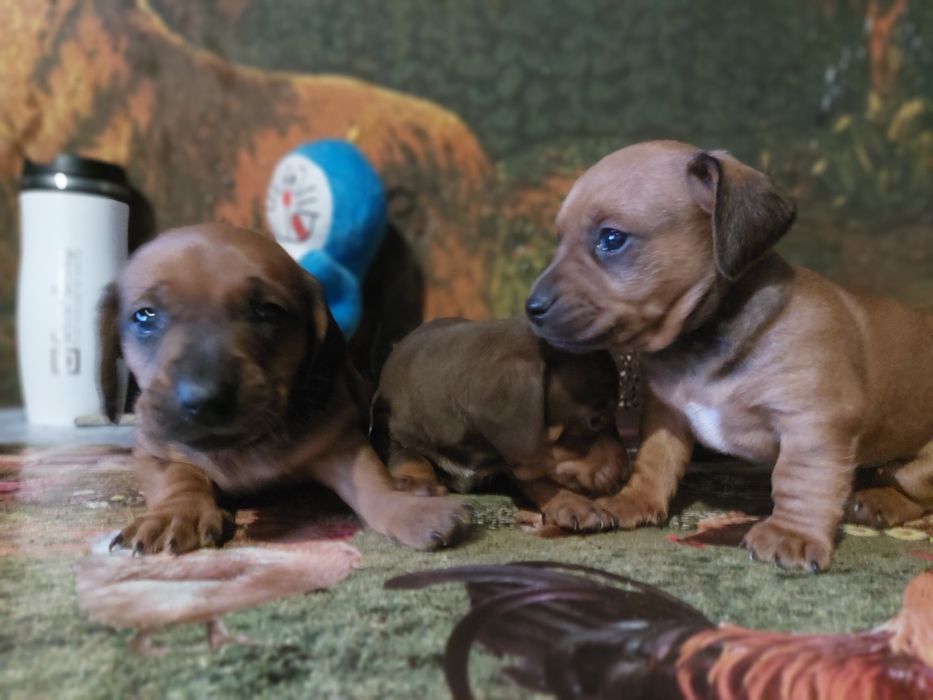 Цуценята такси!!! ціна договоірна!!