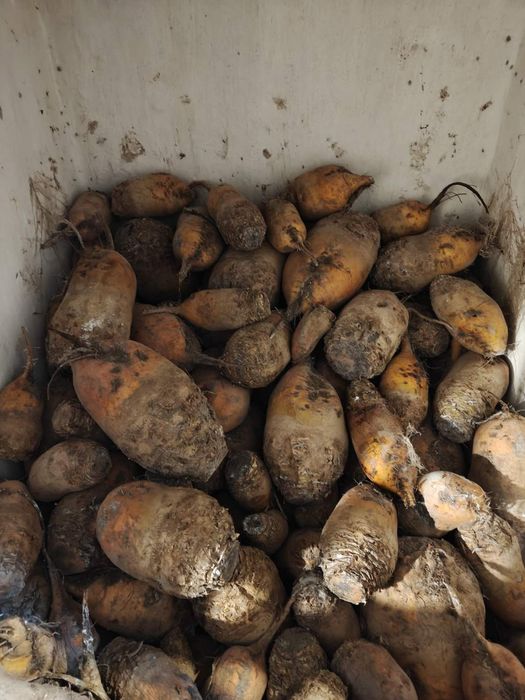Продам кормовий буряк,  картоплю, моркву.