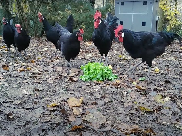 Інкубаційне яйце. Курчата, Барбезье.