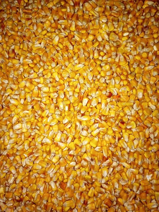 Продам кукурудзу 5-100т. Ф2