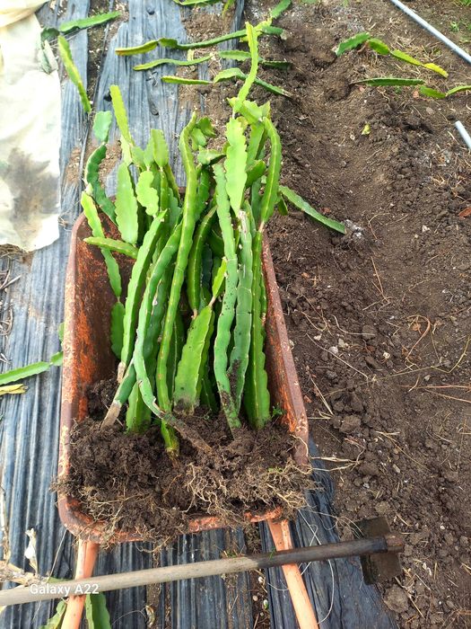 Pitayas/Mudas/Enraizadas - American Beauty e Undatus