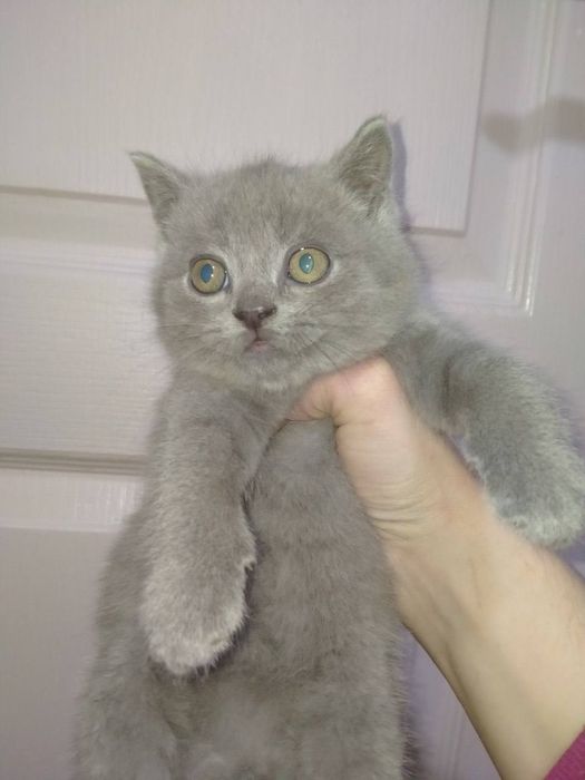 Британські малюки!