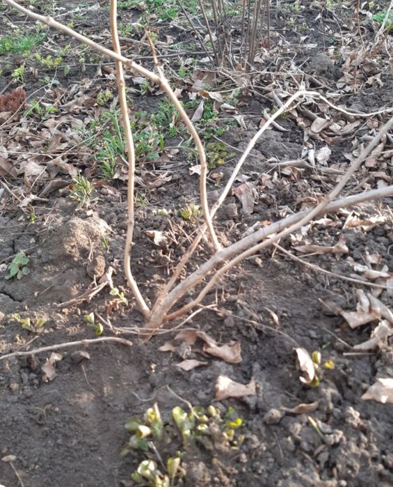 Кампсис кущі             .