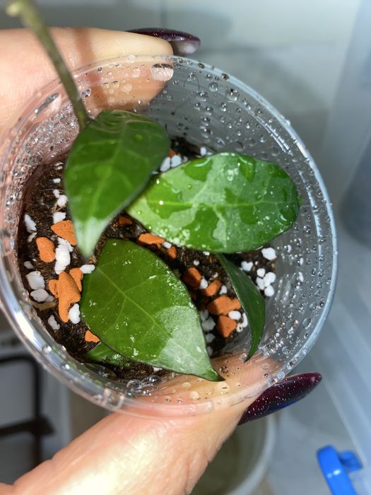 Набір вкорінених Хойя