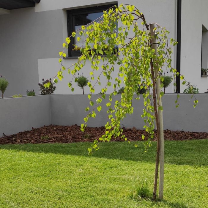 Donice Donica ARCHITEKTURA ogrodowa na wymiar Samfy Design