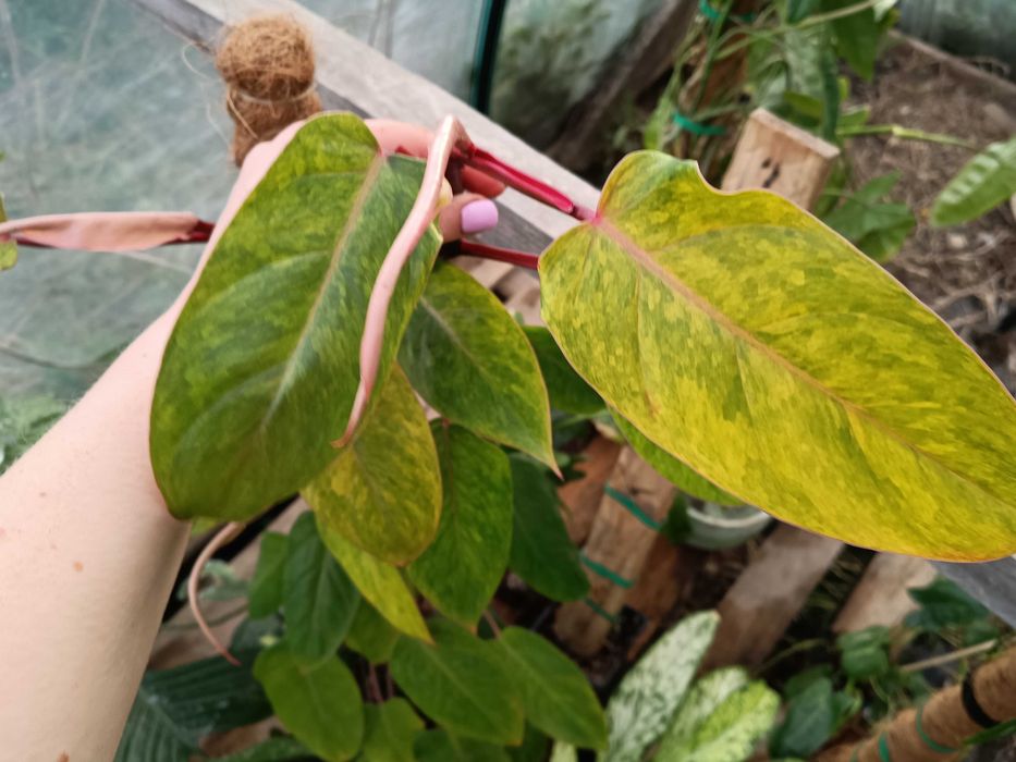 philodendron painted lady-cięty szczyt