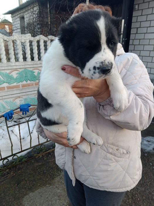 Алабаї щенки цуценя цуценята