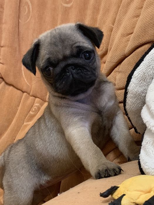 Розкішні мопсики