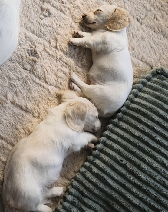 Jamnik długowłosy Kremowy miniatura Cream Piebald