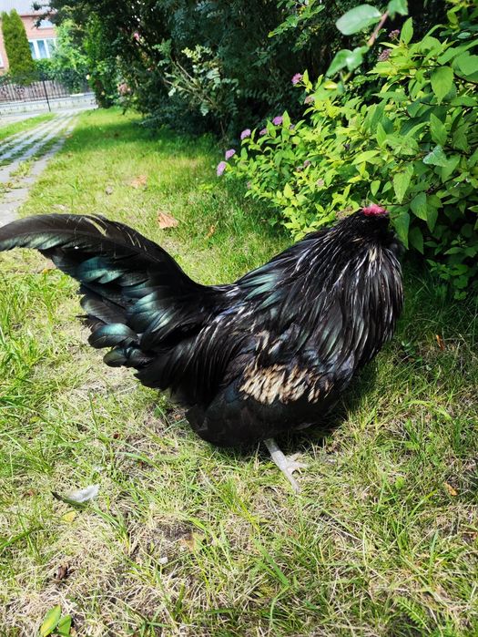 Kogut wąsacz antwerpski