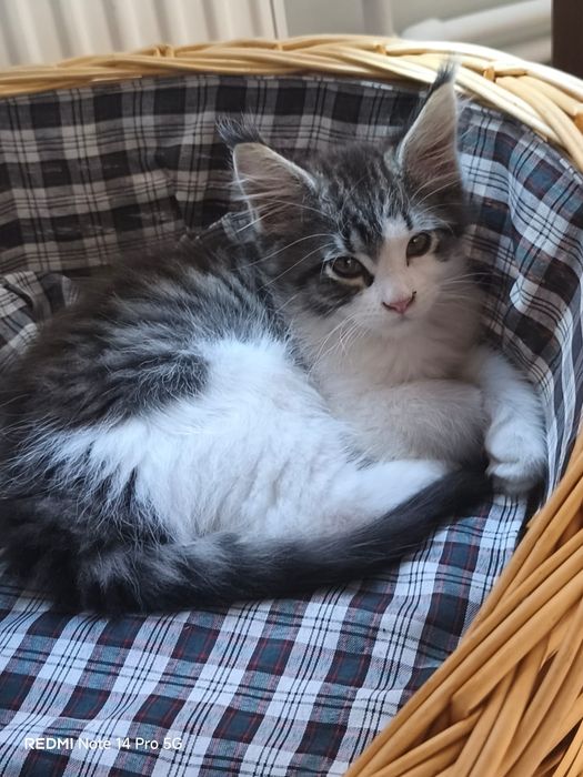 Kocurek Maine Coon