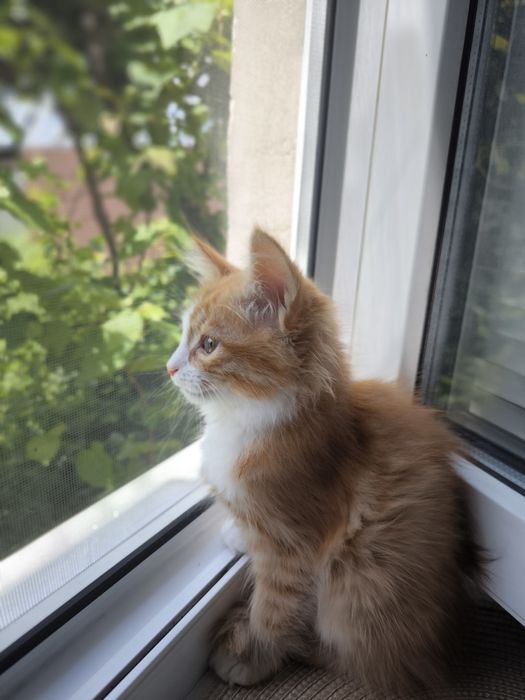 Руда кішечка. Котики. Кошеня. Руде кошеня
