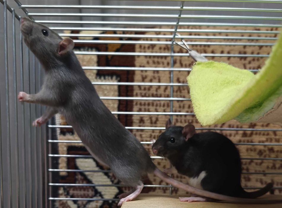 Szczurki - dwie dwumiesięczne księżniczki