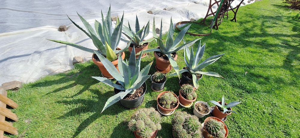Agawa i Kwitnący Kaktus Echinopsis. Małe i Duze
