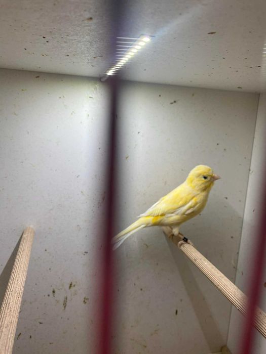 Kanarki 2025 samce samice