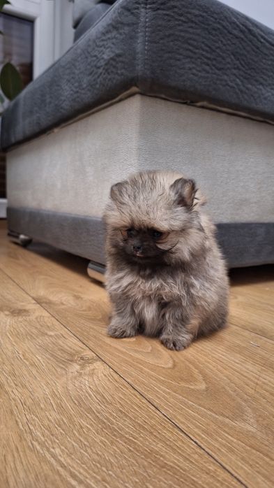 Szpic miniaturowy Pomeranian
