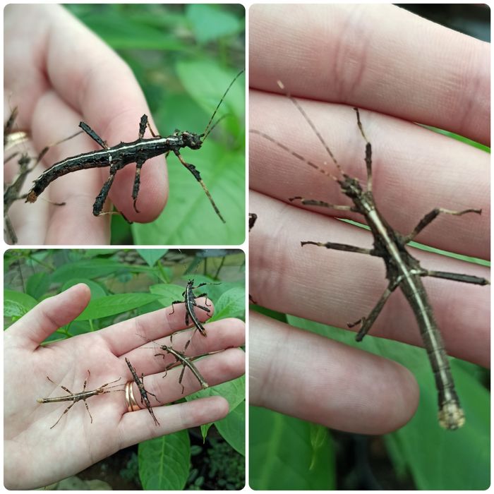 Палочники Краснокрилі, Аннамські , Кордильерскі , Несподівані.