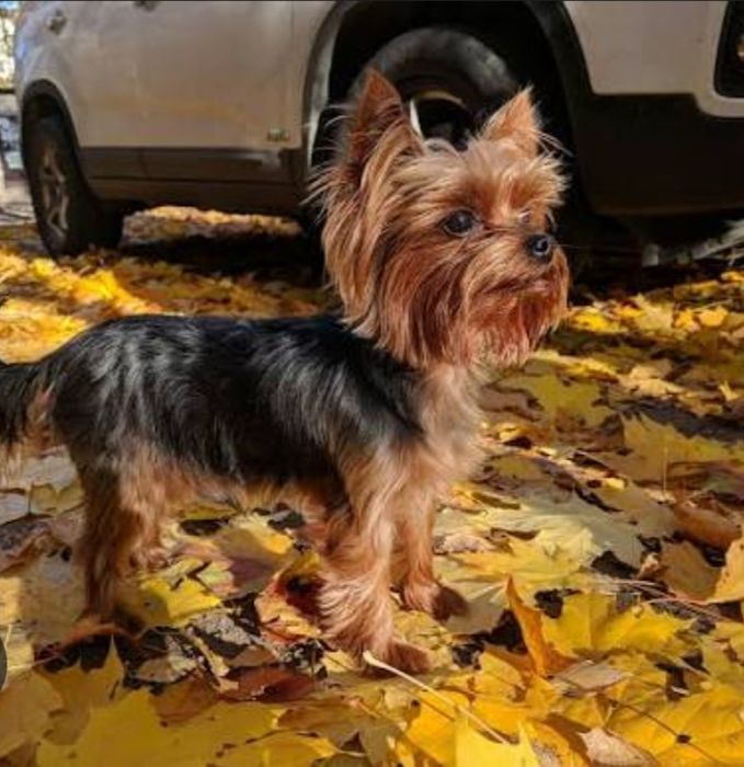 Йорк ищет невесту.