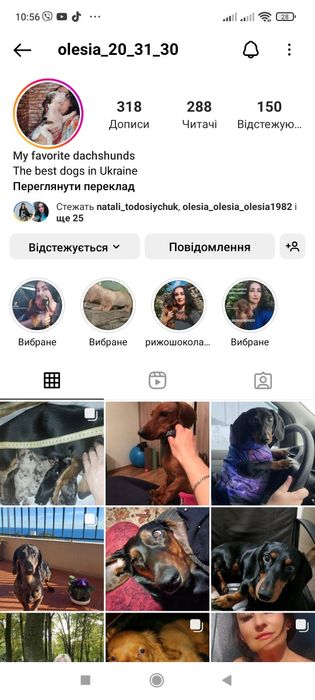 Новонароджені кролячі таксята для броні