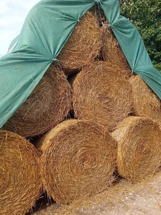 Słoma po prasie pasowej