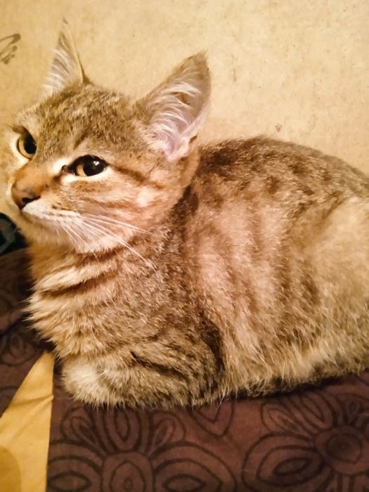 Хлопчик смугастий міні тигрик