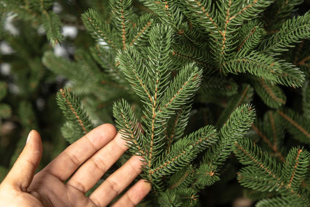 Віденська від 1,5 м  штучна лита ялинка преміум якості Сіга Груп Ёлка