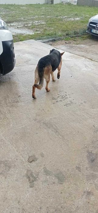 Doação de dois pastor  alemão com 3 anos