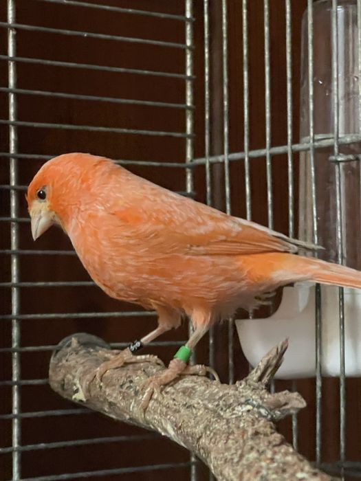 Sprzedam kanarki parka