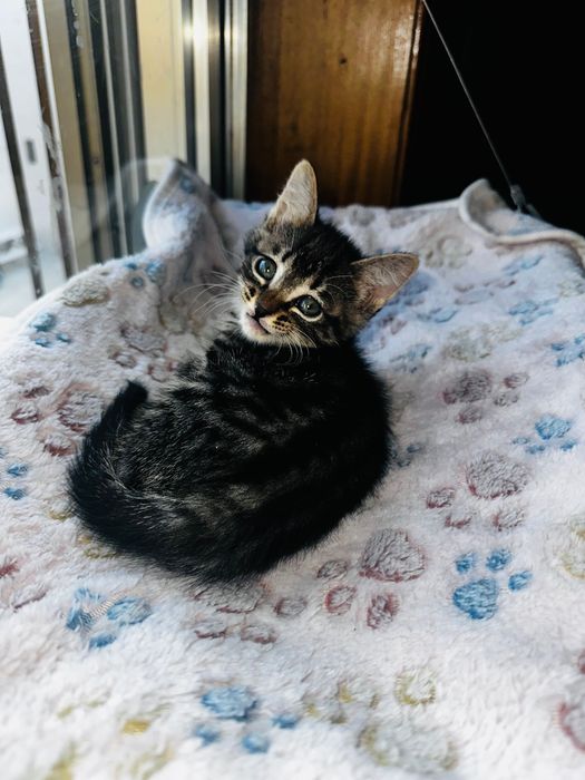 Gatinho bebé para adotar