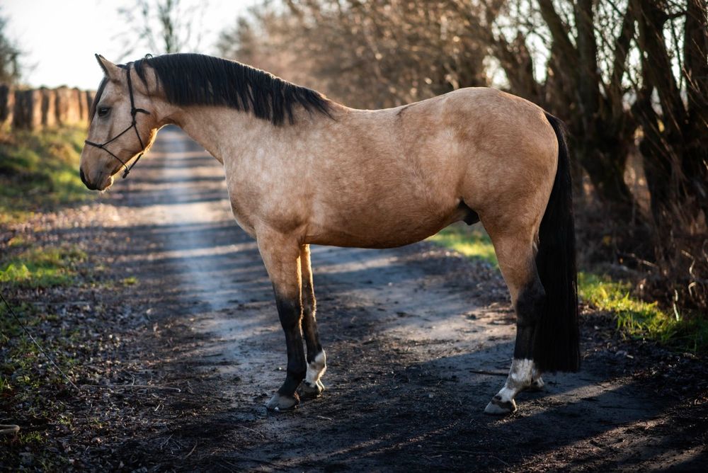 Ogier AQH / Stanówka