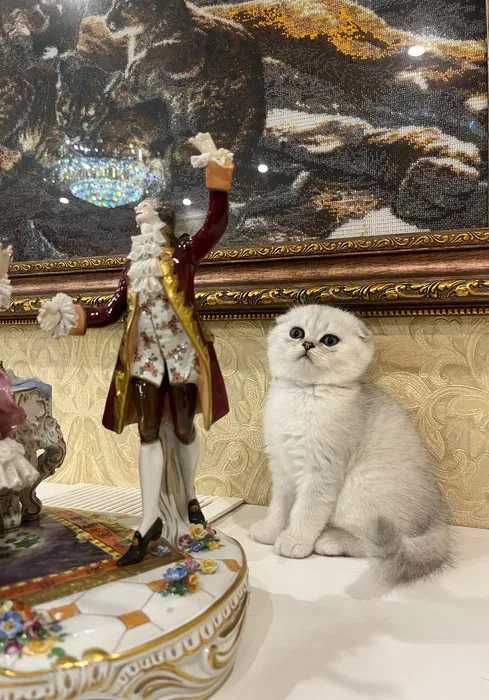 Вязка кот. Вязка серебристая шиншилла. Вислоухий шотландец скотиш фолд