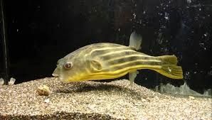 Виготовлення та обслуговування акваріумів