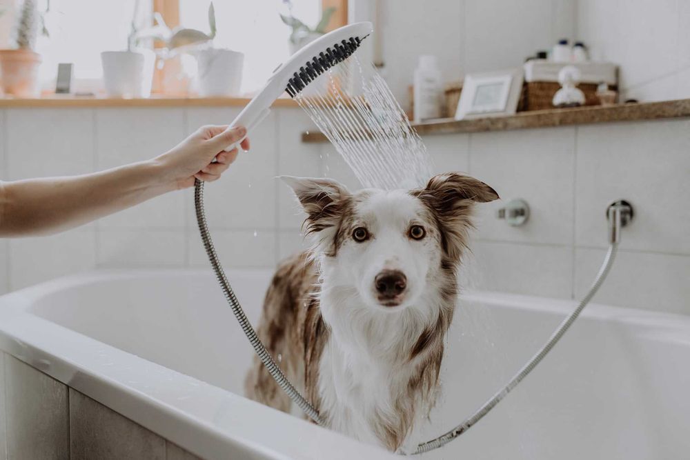 Ручной душ Hansgrohe DogShower, душ для собак, душевая лейка