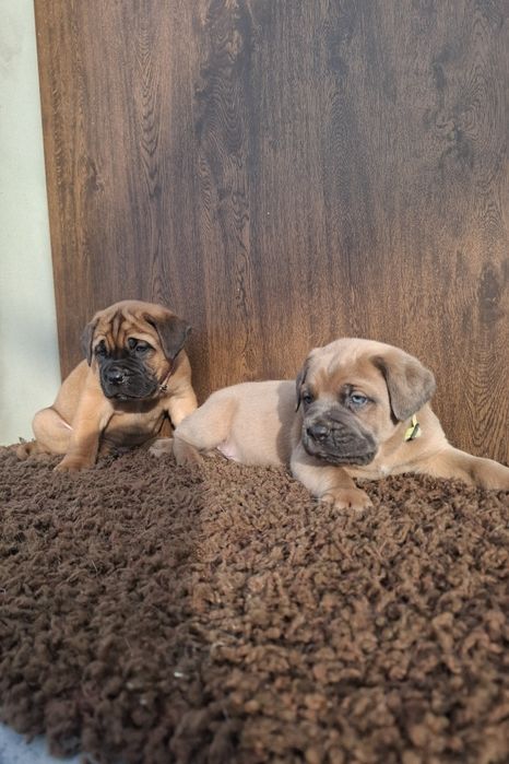 Masywne psiaki cane corso