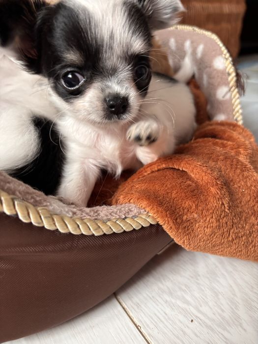 Bowie – mini xs chihuahua długowłosy tricolor