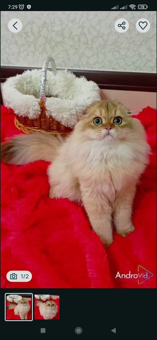 Нереально красивый котик золотая шиншилла
