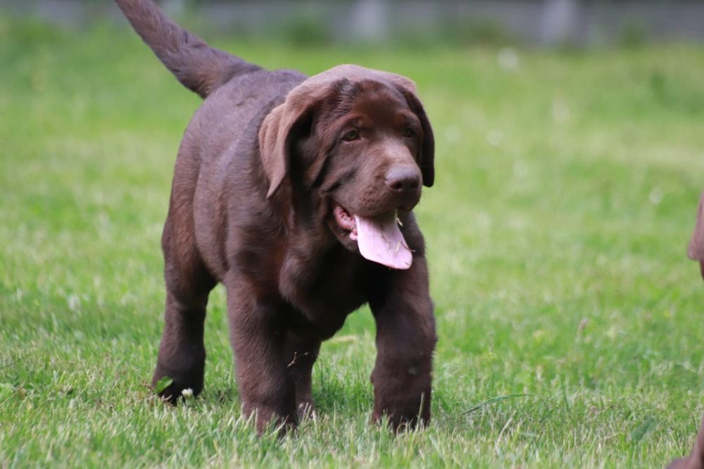 Labrador Retriever - (FCI)