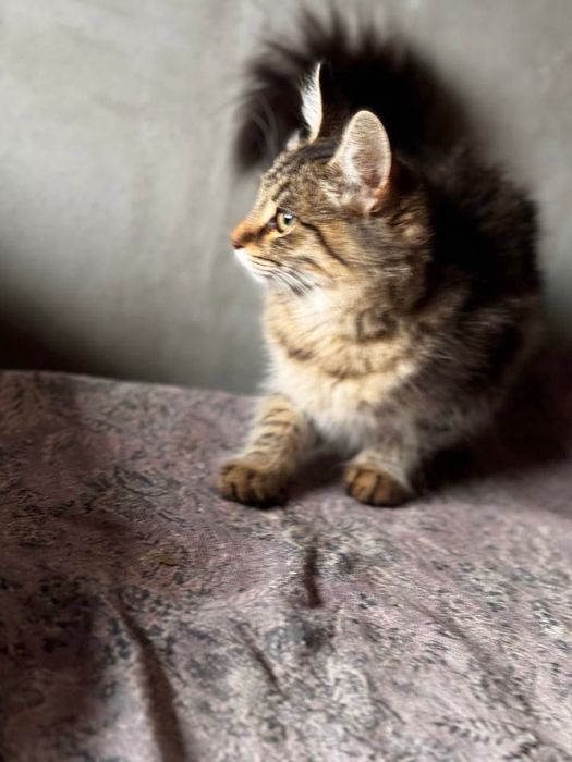 Котята отдам красивый котенок подросток  девочка