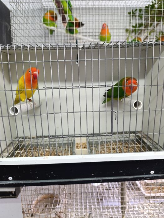 Casal de agapórnis fischeris Edge linha verde