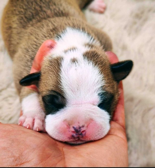 Amstaff rudo-biały. Wyjątkowy, przepiękny samczyk!