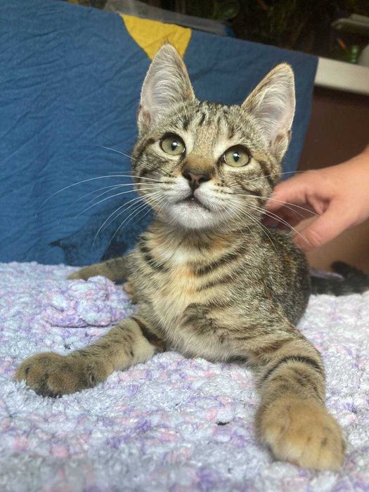 Кошеня Котенок ТЕРМІНОВО