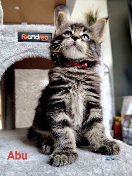 Abu kocurek Maine Coon FPL/Fife N/N