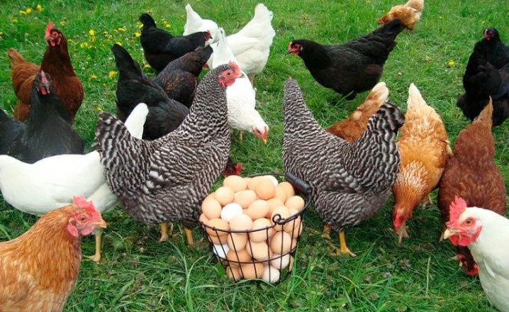 320 яиц в год снесут вам легорн  и ломан Браун