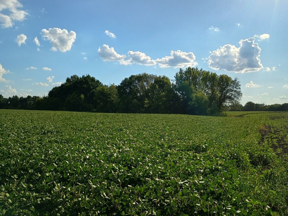 Продам земельну ділянку в с.Стави