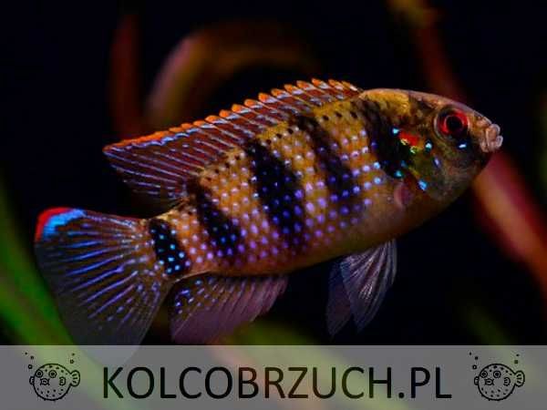 Barwniak Thomasa - Anomalochromis thomasi - dowozimy, wysyłamy