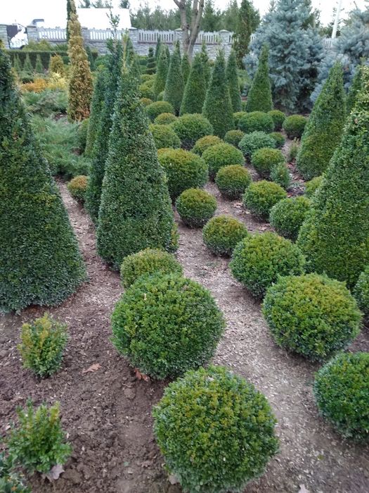 Туя смарагд От1. 00-2.70м. Туя колумна