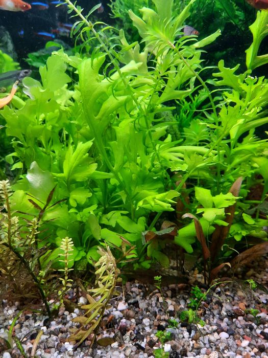 Paproć wodna rośliny akwariowe