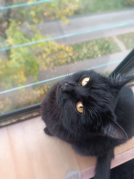 Віддам кішку в добрі руки . Львів