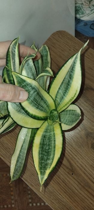 Сансевієрія Блек Корал, Муншайн, ханні Голд, Вітні, Лауренті